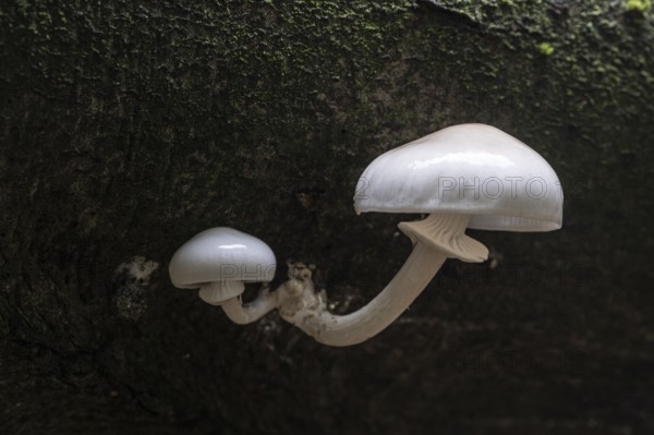 Ringed beech slime moulds (Oudemansiella mucida), Emsland, Lower Saxony, Germany