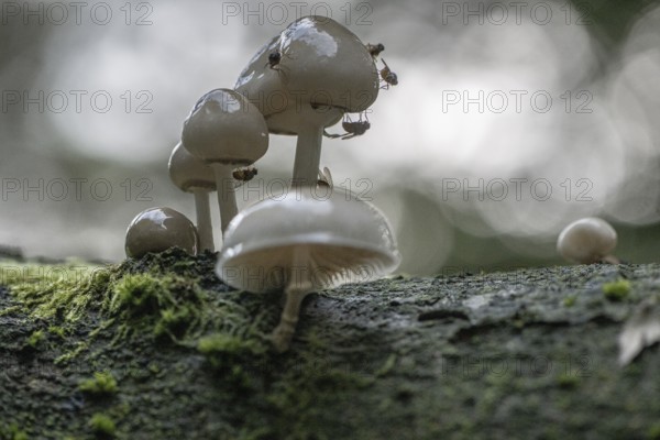 Ringed beech slime moulds (Oudemansiella mucida), Emsland, Lower Saxony, Germany