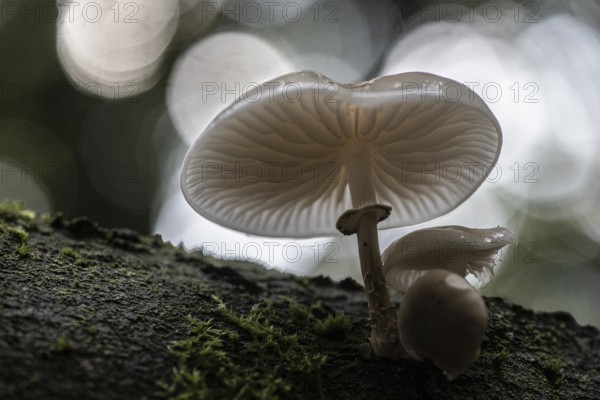Ringed beech slime moulds (Oudemansiella mucida), Emsland, Lower Saxony, Germany