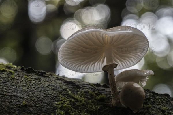 Ringed beech slime moulds (Oudemansiella mucida), Emsland, Lower Saxony, Germany