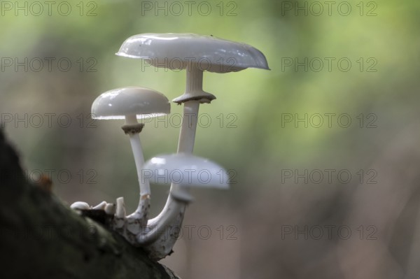 Ringed beech slime moulds (Oudemansiella mucida), Emsland, Lower Saxony, Germany