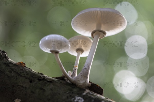 Ringed beech slime moulds (Oudemansiella mucida), Emsland, Lower Saxony, Germany