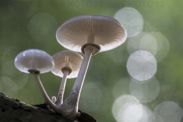 Ringed beech slime moulds (Oudemansiella mucida), Emsland, Lower Saxony, Germany