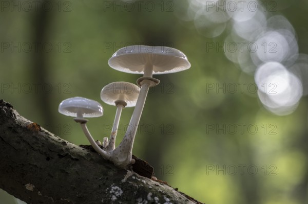 Ringed beech slime moulds (Oudemansiella mucida), Emsland, Lower Saxony, Germany
