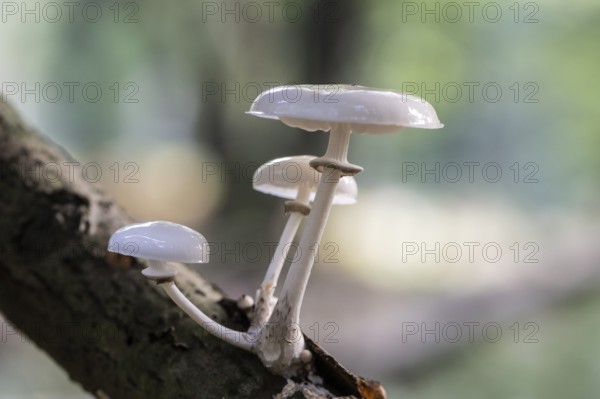 Ringed beech slime moulds (Oudemansiella mucida), Emsland, Lower Saxony, Germany