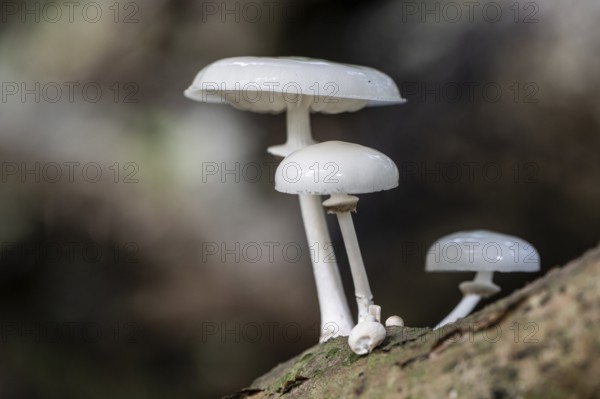 Ringed beech slime moulds (Oudemansiella mucida), Emsland, Lower Saxony, Germany