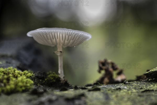 Ringed beech slime beetle (Oudemansiella mucida), Emsland, Lower Saxony, Germany