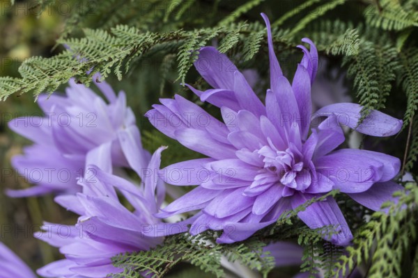 Autumn crocus (Colchicum autumnale Waterlily), Emsland, Lower Saxony, Germany