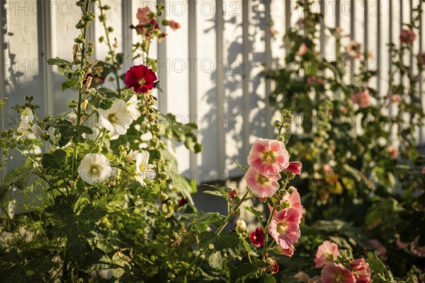 Pink, white and red hollyhocks (Alcea rosea) in front of a white wooden wall of a house in the alleys of Smögen, Smögenbryggan, Västra Götalands Län, Bohuslän, Sweden