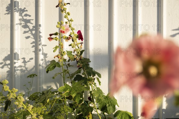 Hollyhocks (Alcea rosea) in front of a white wooden wall of a house in the alleys of Smögen, Smögenbryggan, Västra Götalands Län, Bohuslän, Sweden