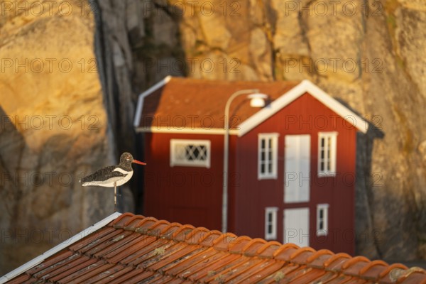 Oystercatcher figure on roof, boathouse between rocks in Smögen harbour, Smögenbryggan, Västra Götalands Län, Bohuslän, Sweden