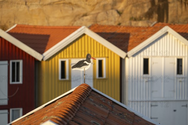 Oystercatcher figure on roof, Colourful boathouses between rocks in the harbour of Smögen, Smögenbryggan, Västra Götalands Län, Bohuslän, Sweden