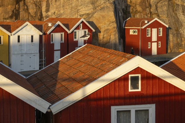 Colourful boathouses between rocks in the harbour of Smögen, Smögenbryggan, Västra Götalands Län, Bohuslän, Sweden