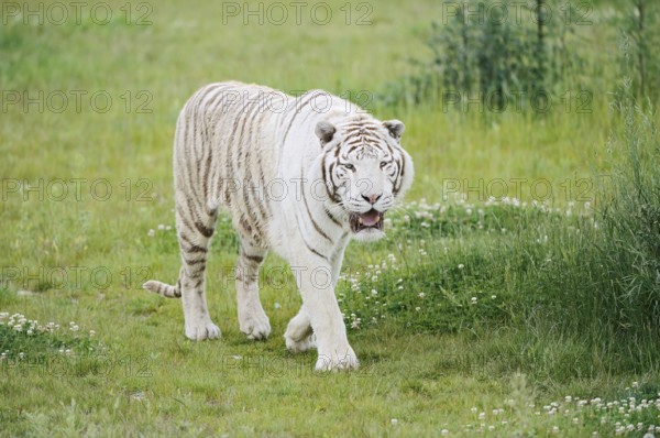 White Royal Bengal Tiger (Panthera tigris tigris), captive, occurring in India