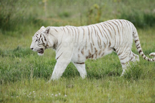 White Royal Bengal Tiger (Panthera tigris tigris), captive, occurring in India