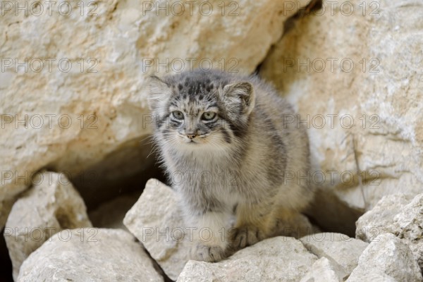 Manul or Pallas's cat (Otocolobus manul, Felis manul), juvenile, captive, native to Central Asia