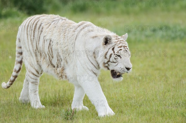 White Royal Bengal Tiger (Panthera tigris tigris), captive, occurring in India