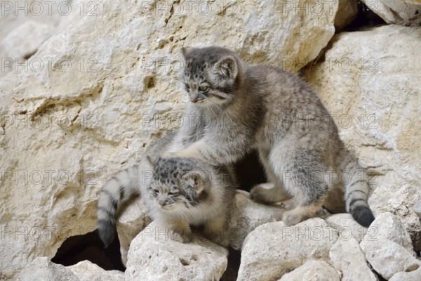 Manul or Pallas's cat (Otocolobus manul, Felis manul), young animals, captive, native to Central Asia