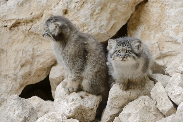 Manul or Pallas's cat (Otocolobus manul, Felis manul), young animals, captive, native to Central Asia