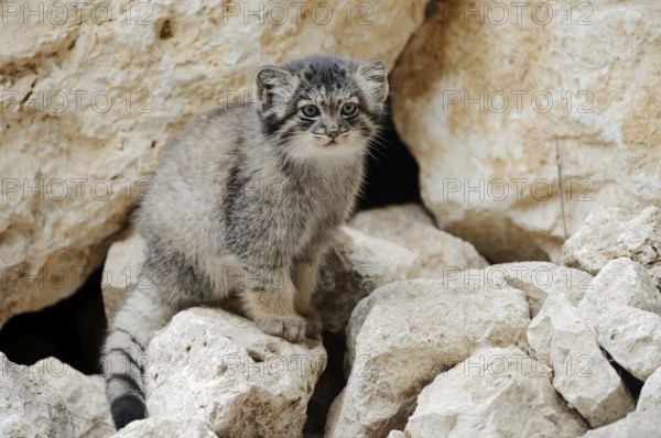 Manul or Pallas's cat (Otocolobus manul, Felis manul), juvenile, captive, native to Central Asia