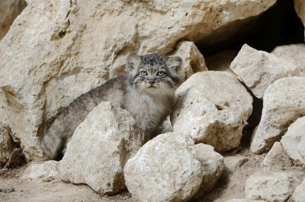 Manul or Pallas's cat (Otocolobus manul, Felis manul), juvenile, captive, native to Central Asia