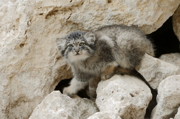Manul or Pallas's cat (Otocolobus manul, Felis manul), juvenile, captive, native to Central Asia