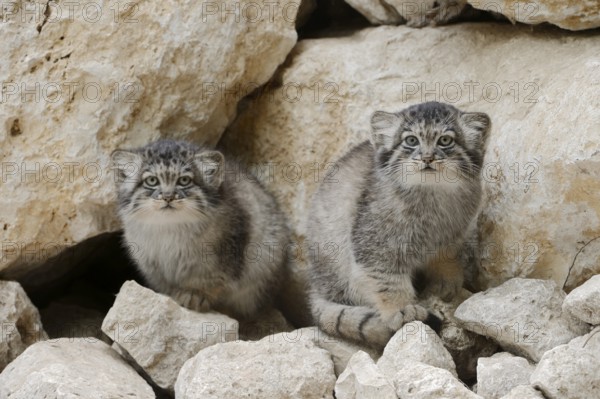 Manul or Pallas's cat (Otocolobus manul, Felis manul), young animals, captive, native to Central Asia