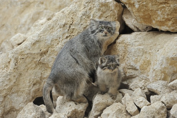 Manul or Pallas cat (Otocolobus manul, Felis manul), female with kitten, captive, native to Central Asia