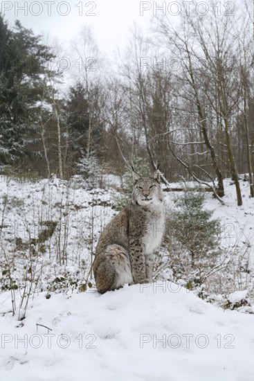 Eurasian lynx (Lynx lynx) sitting on a snowy hill, winter, captive, Germany