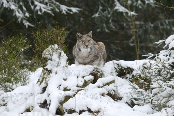 Eurasian lynx (Lynx lynx) in winter, captive, Germany