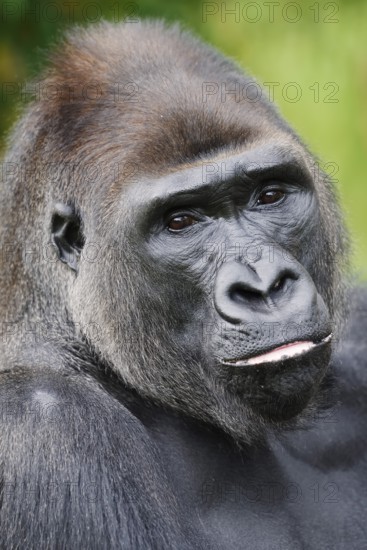 Western lowland gorilla (Gorilla gorilla gorilla), male, silverback, portrait, captive, occurrence in Africa