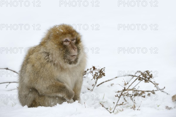 Barbary macaque or magot (Macaca sylvanus), male in winter, Morocco