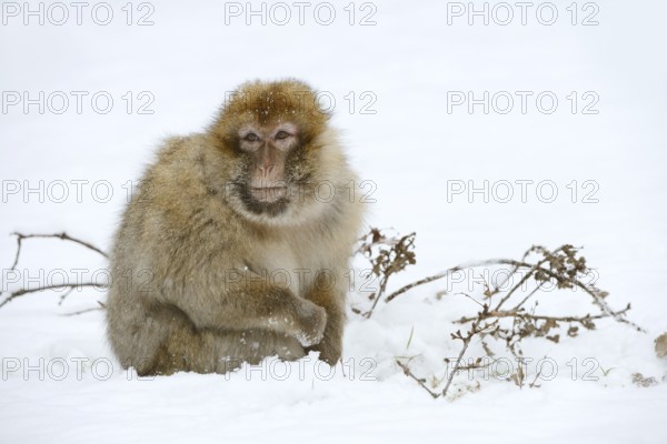 Barbary macaque or magot (Macaca sylvanus), male in winter, Morocco