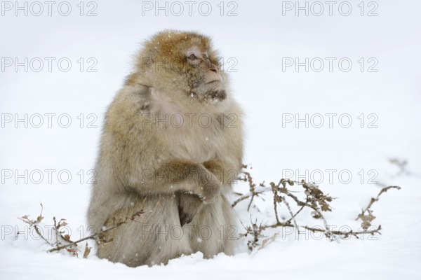 Barbary macaque or magot (Macaca sylvanus), male in winter, Morocco