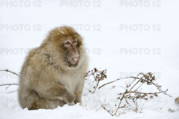 Barbary macaque or magot (Macaca sylvanus), male in winter, Morocco