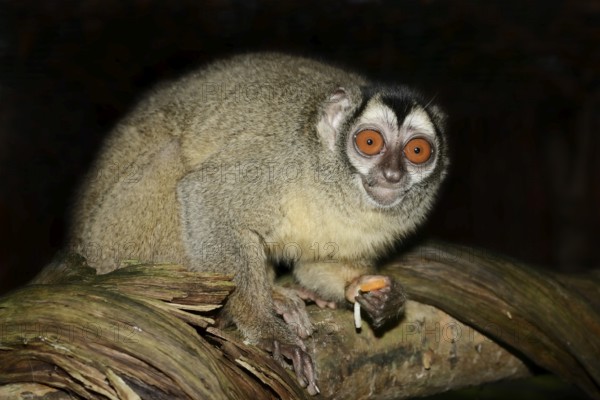 Grey-handed night monkey (Aotus griseimembra, Aotus lemurinus griseimembra) sits feeding on a branch, endangered species, captive, native to Venezuela and Colombia