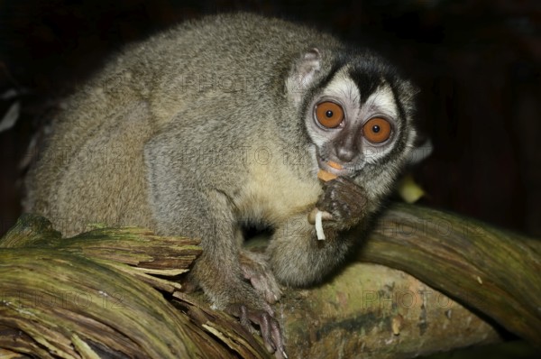 Grey-handed night monkey (Aotus griseimembra, Aotus lemurinus griseimembra) sits feeding on a branch, endangered species, captive, native to Venezuela and Colombia