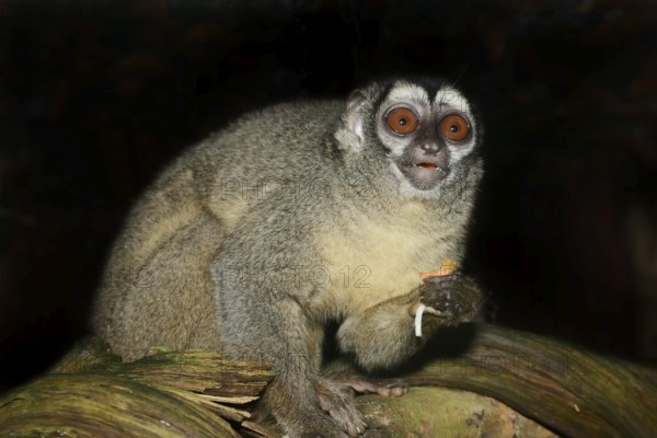Grey-handed night monkey (Aotus griseimembra, Aotus lemurinus griseimembra) sits feeding on a branch, endangered species, captive, native to Venezuela and Colombia