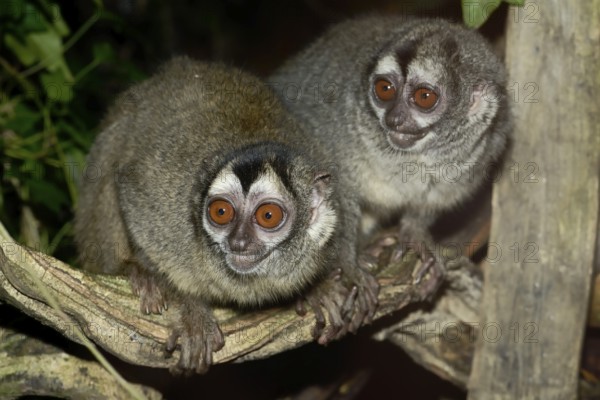 Grey-handed night monkey (Aotus griseimembra, Aotus lemurinus griseimembra), pair, endangered species, captive, native to Venezuela and Colombia