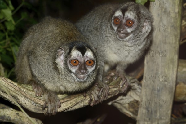 Grey-handed night monkey (Aotus griseimembra, Aotus lemurinus griseimembra), pair, endangered species, captive, native to Venezuela and Colombia