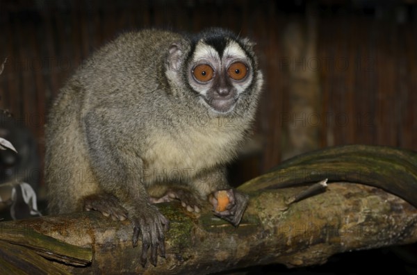 Grey-handed night monkey (Aotus griseimembra, Aotus lemurinus griseimembra) sits feeding on a branch, endangered species, captive, native to Venezuela and Colombia
