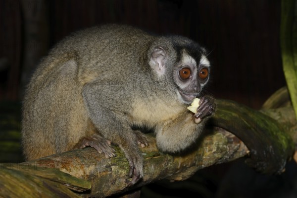 Grey-handed night monkey (Aotus griseimembra, Aotus lemurinus griseimembra) sits feeding on a branch, endangered species, captive, native to Venezuela and Colombia