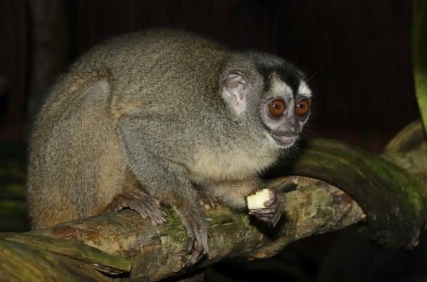 Grey-handed night monkey (Aotus griseimembra, Aotus lemurinus griseimembra) sits feeding on a branch, endangered species, captive, native to Venezuela and Colombia