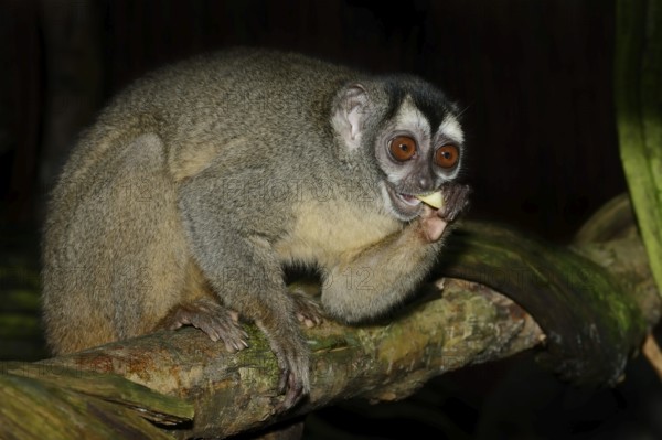Grey-handed night monkey (Aotus griseimembra, Aotus lemurinus griseimembra) sits feeding on a branch, endangered species, captive, native to Venezuela and Colombia