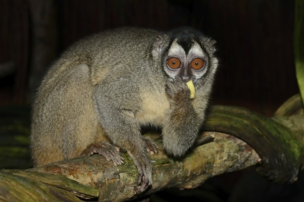 Grey-handed night monkey (Aotus griseimembra, Aotus lemurinus griseimembra) sits feeding on a branch, endangered species, captive, native to Venezuela and Colombia