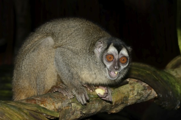 Grey-handed night monkey (Aotus griseimembra, Aotus lemurinus griseimembra) sits feeding on a branch, endangered species, captive, native to Venezuela and Colombia