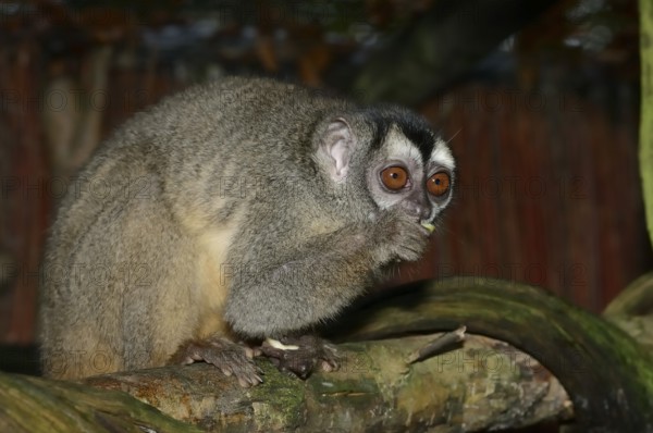 Grey-handed night monkey (Aotus griseimembra, Aotus lemurinus griseimembra) sits feeding on a branch, endangered species, captive, native to Venezuela and Colombia