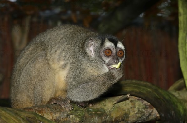Grey-handed night monkey (Aotus griseimembra, Aotus lemurinus griseimembra) sits feeding on a branch, endangered species, captive, native to Venezuela and Colombia