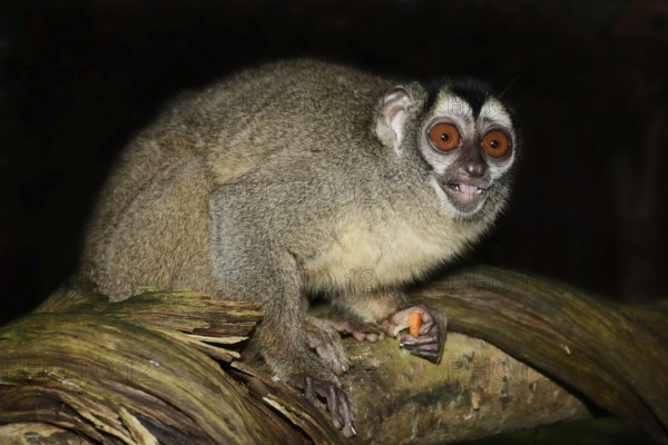 Grey-handed night monkey (Aotus griseimembra, Aotus lemurinus griseimembra) sits feeding on a branch, endangered species, captive, native to Venezuela and Colombia