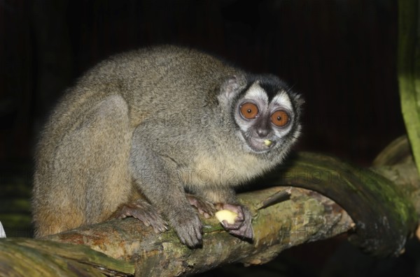 Grey-handed night monkey (Aotus griseimembra, Aotus lemurinus griseimembra) sits feeding on a branch, endangered species, captive, native to Venezuela and Colombia
